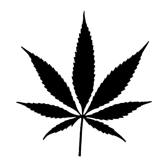 Les différences entre le THC et le CBD en termes de réglementation et de droits