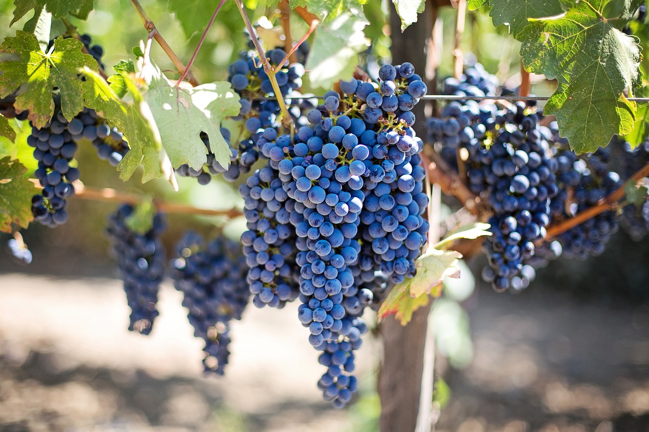 Investir dans le vin : les régulations environnementales à considérer