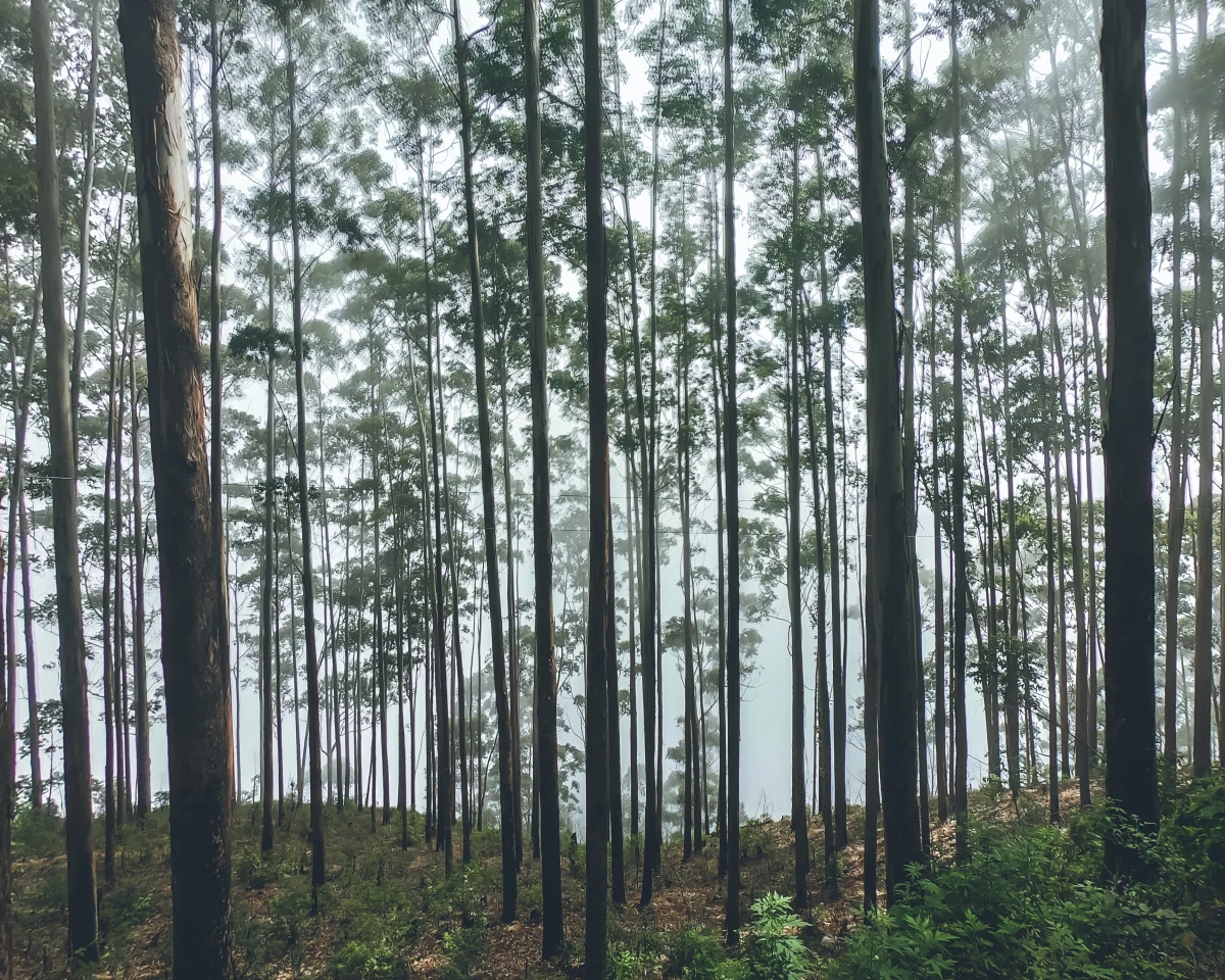 Le Droit de Préférence Forestier : Un Outil Méconnu pour Préserver nos Forêts